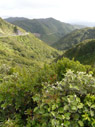 forêt en nouvelle zélande