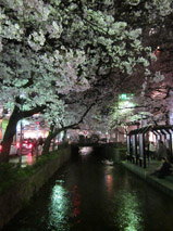 cerisiers en fleurs a kyoto