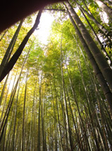 foret de bambous